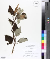 Hibiscus lasiocarpos image