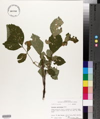 Fraxinus caroliniana image