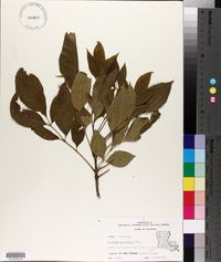 Fraxinus caroliniana image