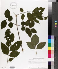 Fraxinus caroliniana image