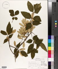 Fraxinus caroliniana image