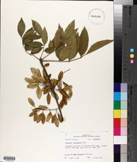 Fraxinus caroliniana image