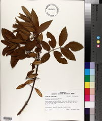 Fraxinus caroliniana image