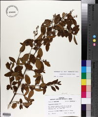 Ligustrum sinense image