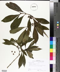 Osmanthus americanus image