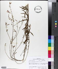Oenothera lindheimeri image