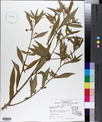 Ludwigia leptocarpa image