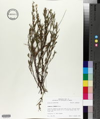 Ludwigia linearis image