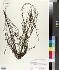 Ludwigia linearis image