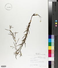 Ludwigia linearis image