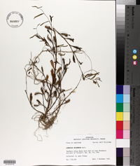 Ludwigia decurrens image