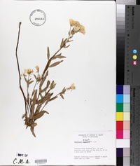Oenothera pilosella image
