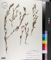 Oenothera spachiana image