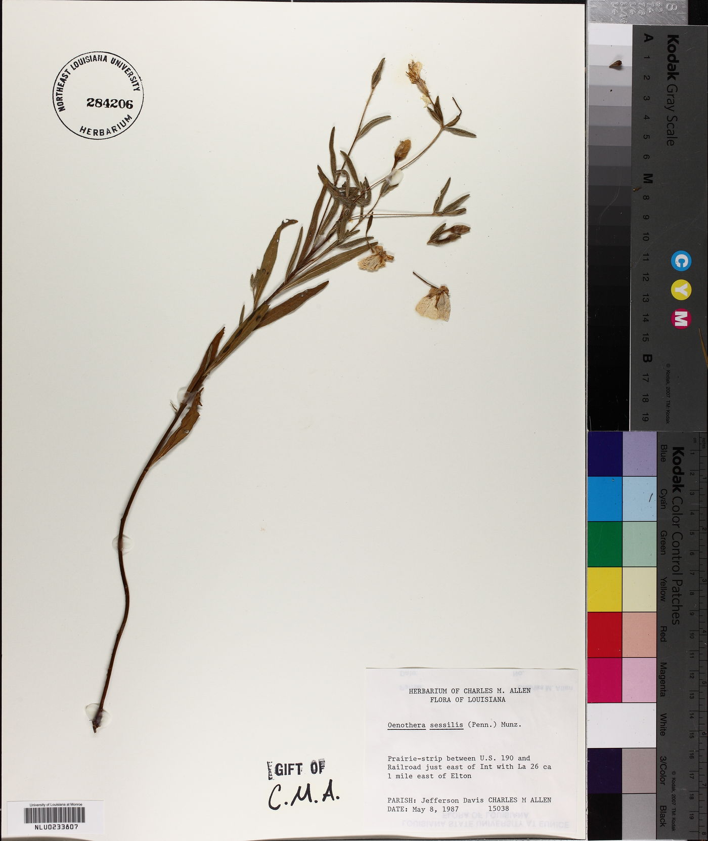 Oenothera sessilis image