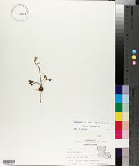 Oxalis violacea image