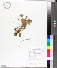 Oxalis debilis var. corymbosa image