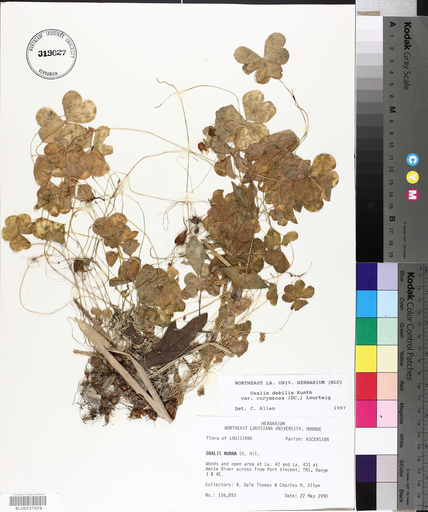 Oxalis debilis var. corymbosa image