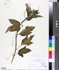 Passiflora incarnata image