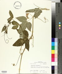 Passiflora incarnata image