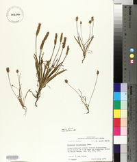 Plantago wrightiana image