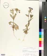 Phlox drummondii image