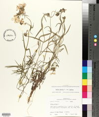 Phlox pilosa subsp. pilosa image