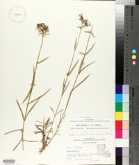 Phlox pilosa subsp. pilosa image
