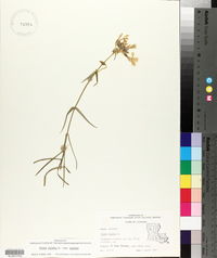 Phlox pilosa subsp. pilosa image