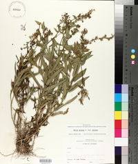 Phlox pilosa subsp. pilosa image