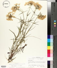 Phlox pilosa subsp. pilosa image