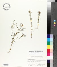 Polygala cruciata image