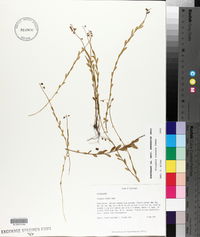 Polygala crenata image