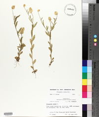 Polygala lutea image