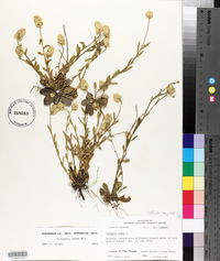 Polygala lutea image