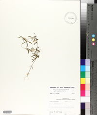 Polygala verticillata image