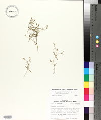 Polygala verticillata var. verticillata image