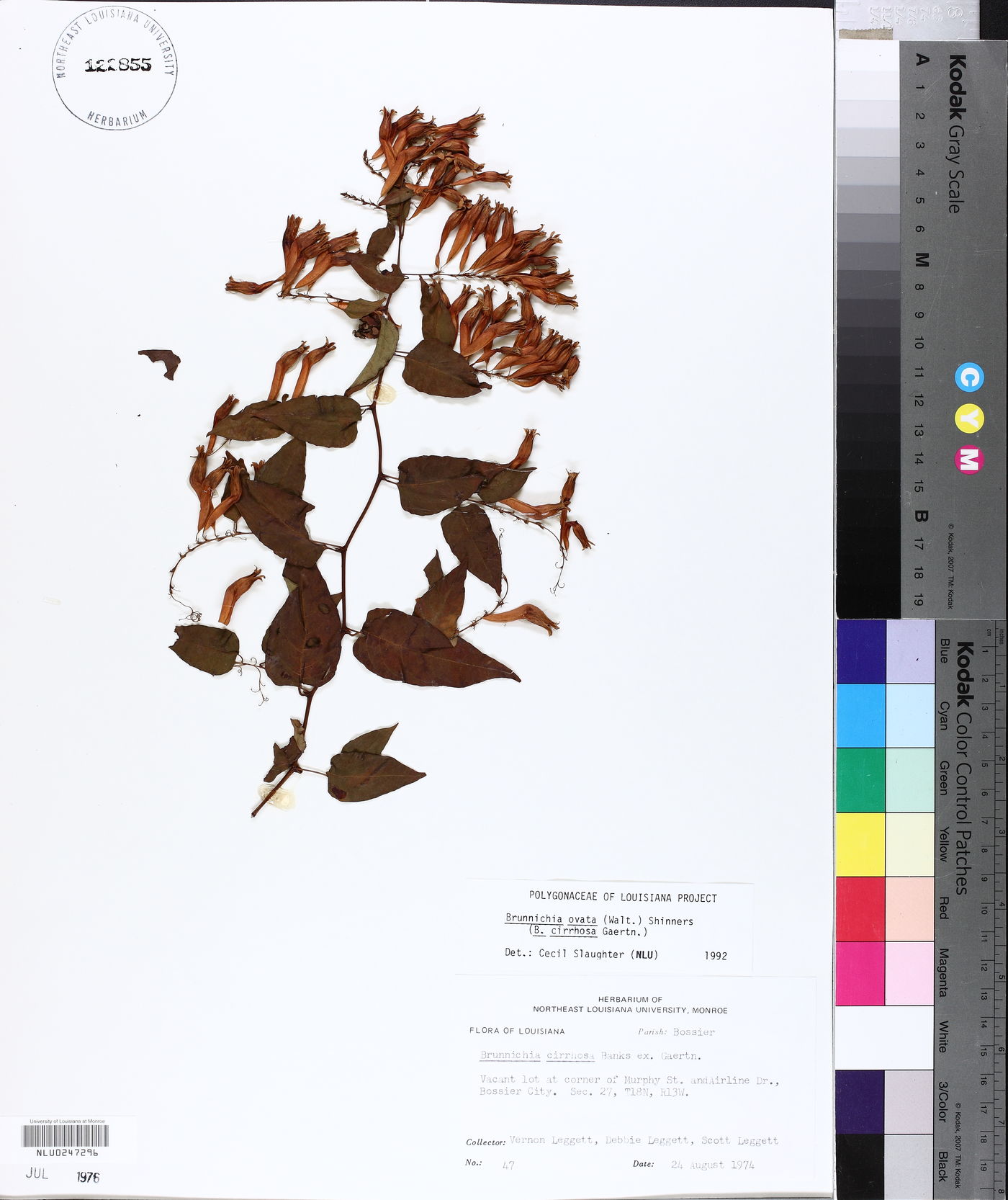 Brunnichia ovata image