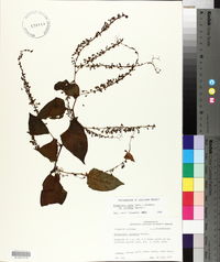 Brunnichia ovata image