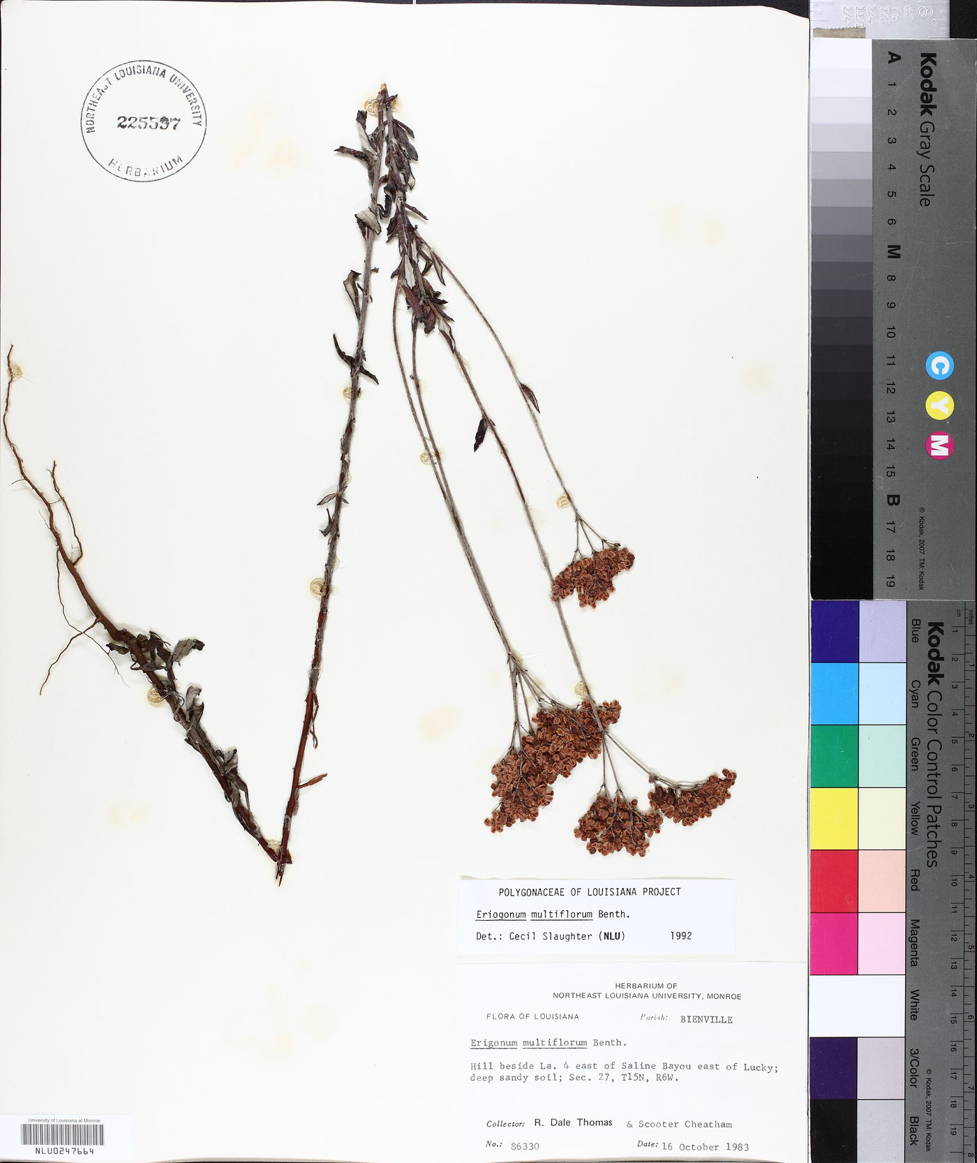 Eriogonum multiflorum image