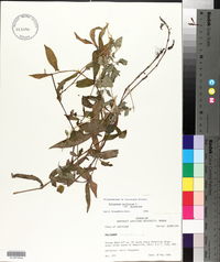 Persicaria arifolia image