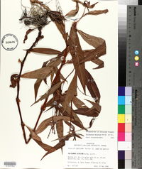 Polygonum setaceum image