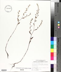 Polygonum ramosissimum image