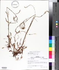 Rumex hastatulus image