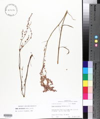 Rumex hastatulus image