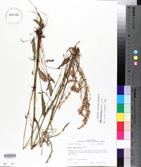 Rumex hastatulus image