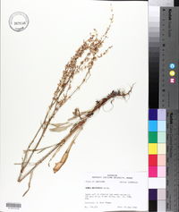 Rumex hastatulus image