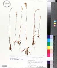 Rumex hastatulus image