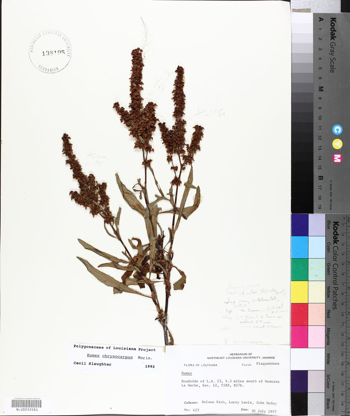 Rumex chrysocarpus image