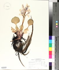 Eichhornia crassipes image
