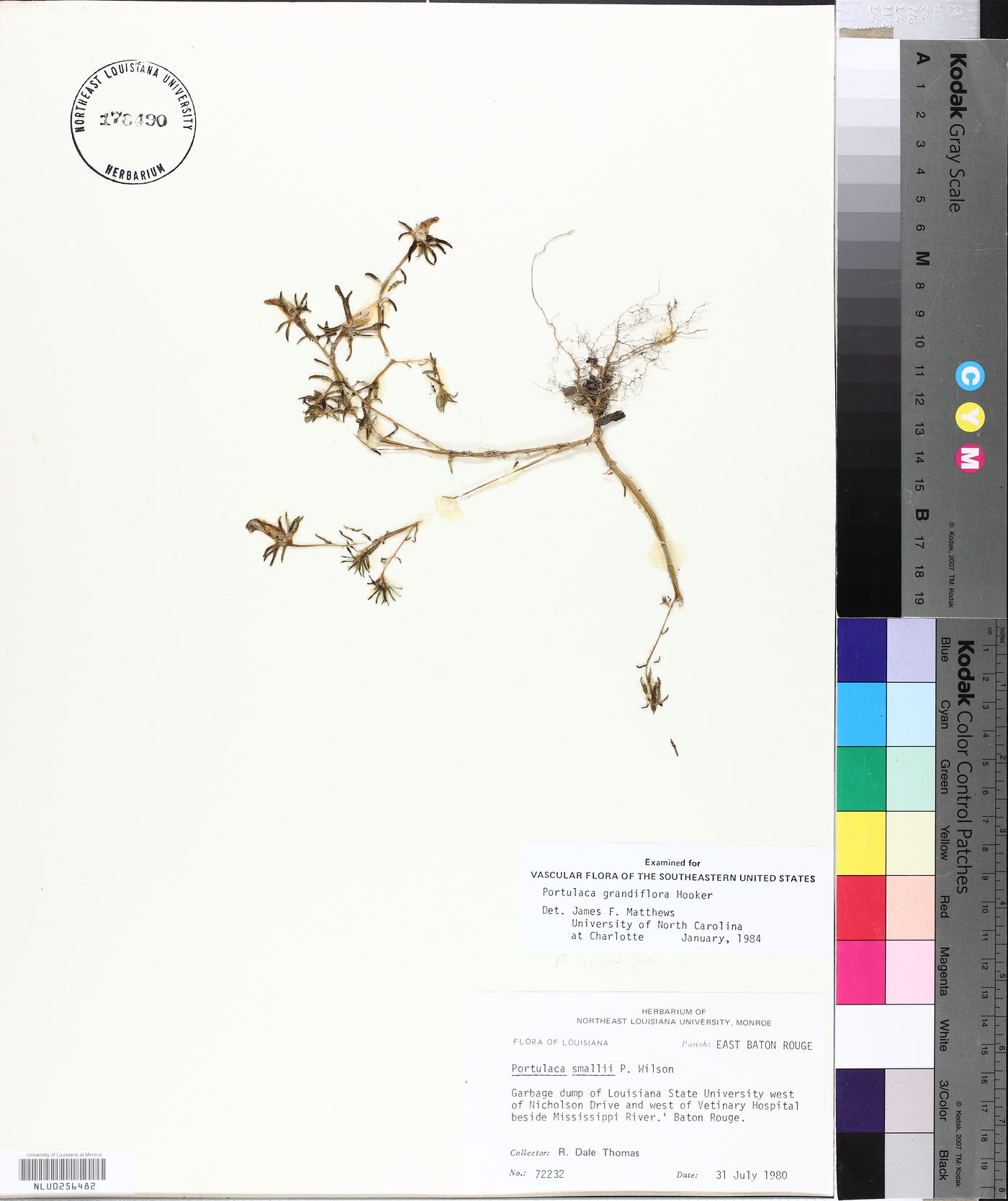 Portulaca grandiflora image